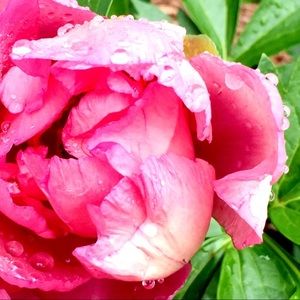 Meet your Posher, Connie